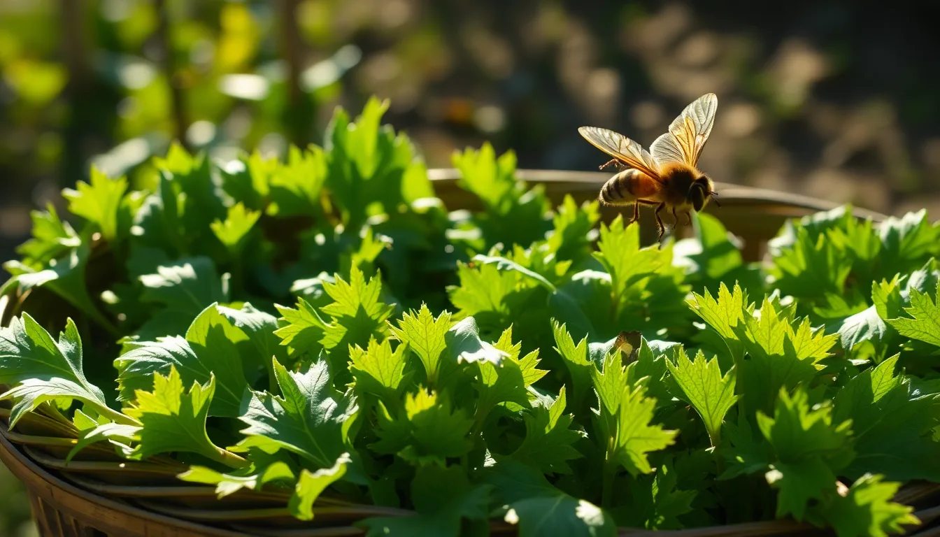 Gros plan sur un légume cru exposé au soleil.