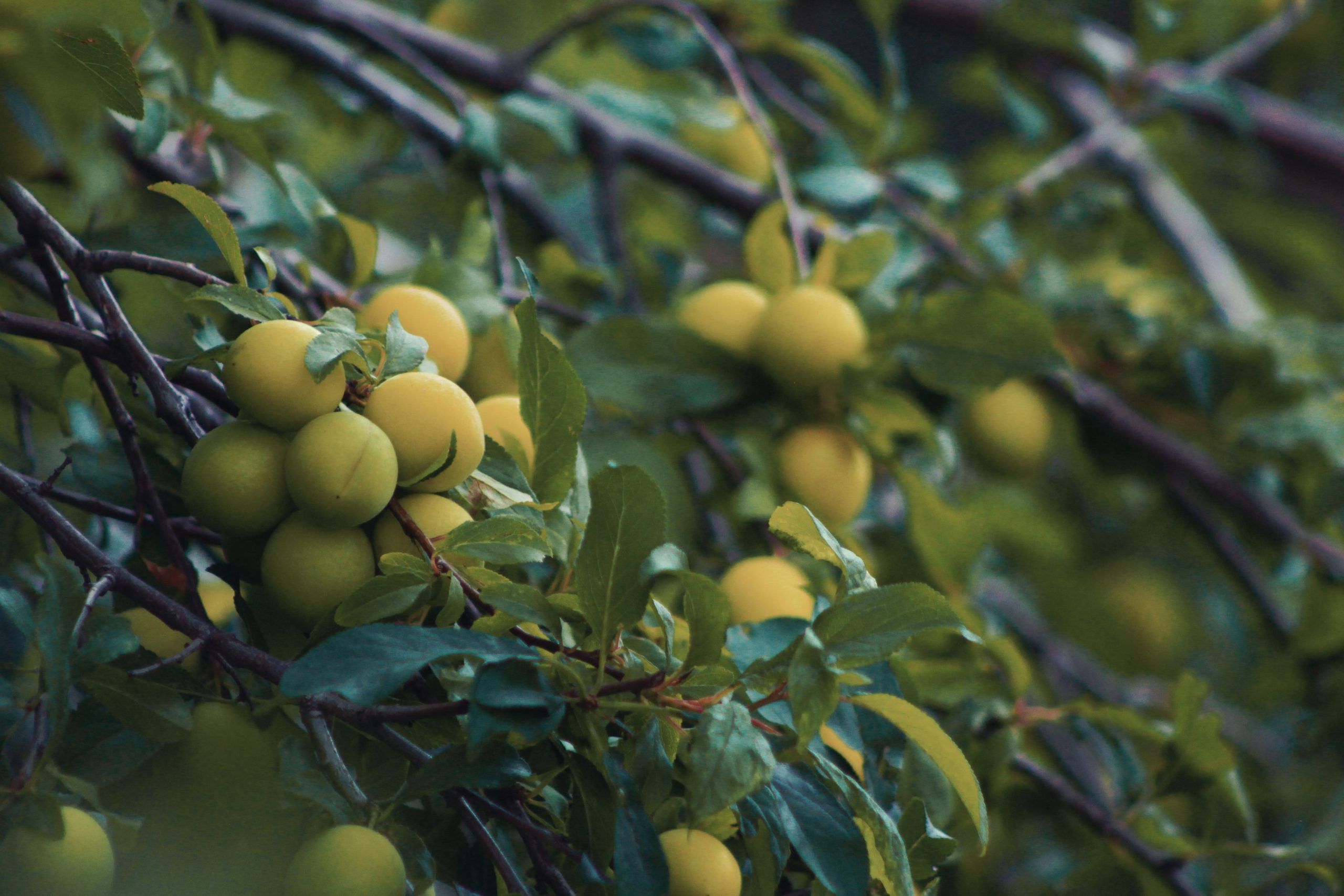 Gros plan vibrant de mirabelles sur branches feuillues