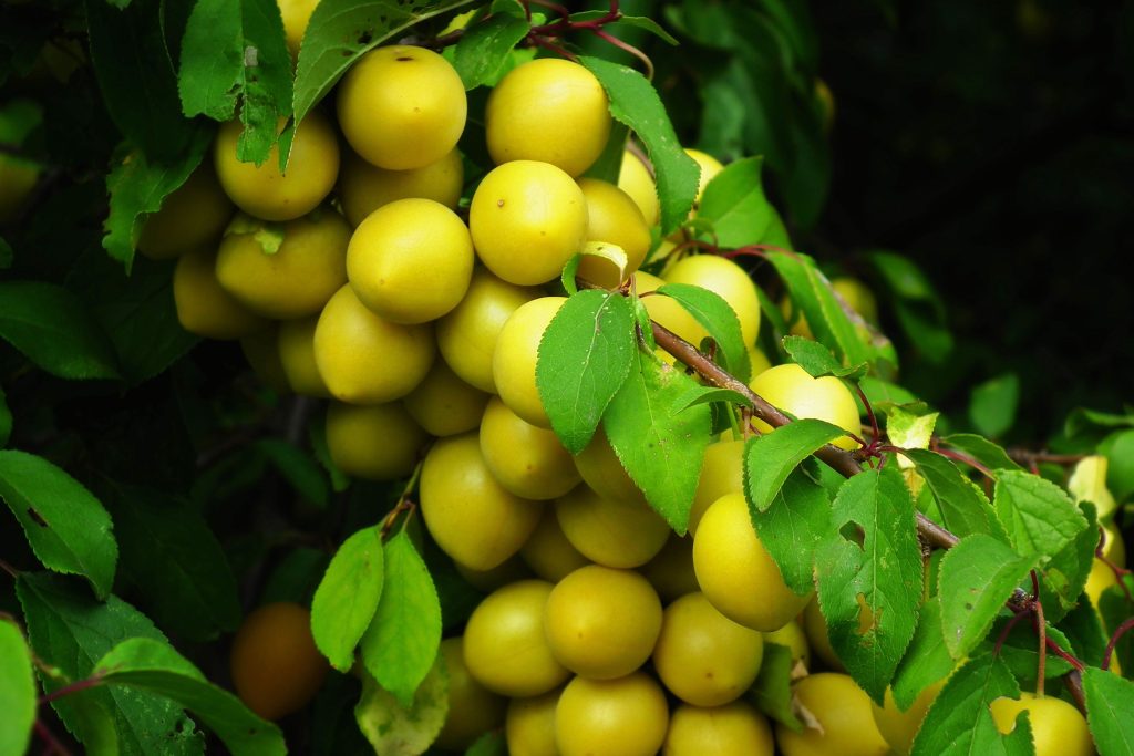 Que faire avec un surplus de mirabelles du jardin ?