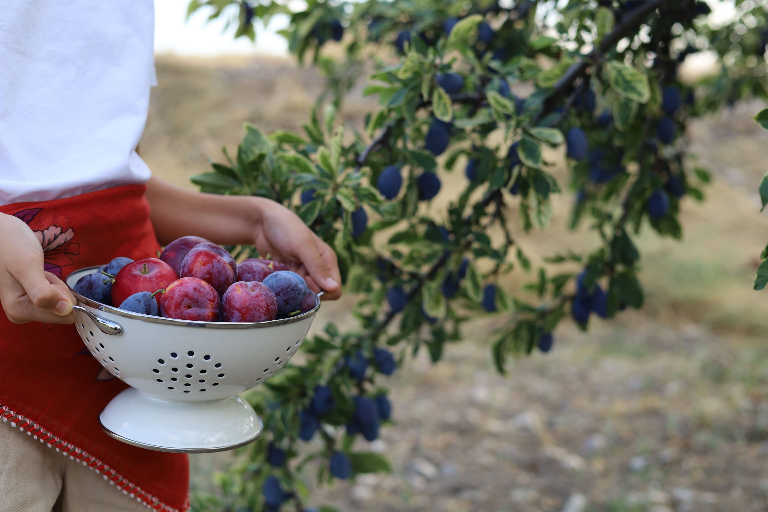 Personne tenant un panier de mirabelles récoltées fraîchement