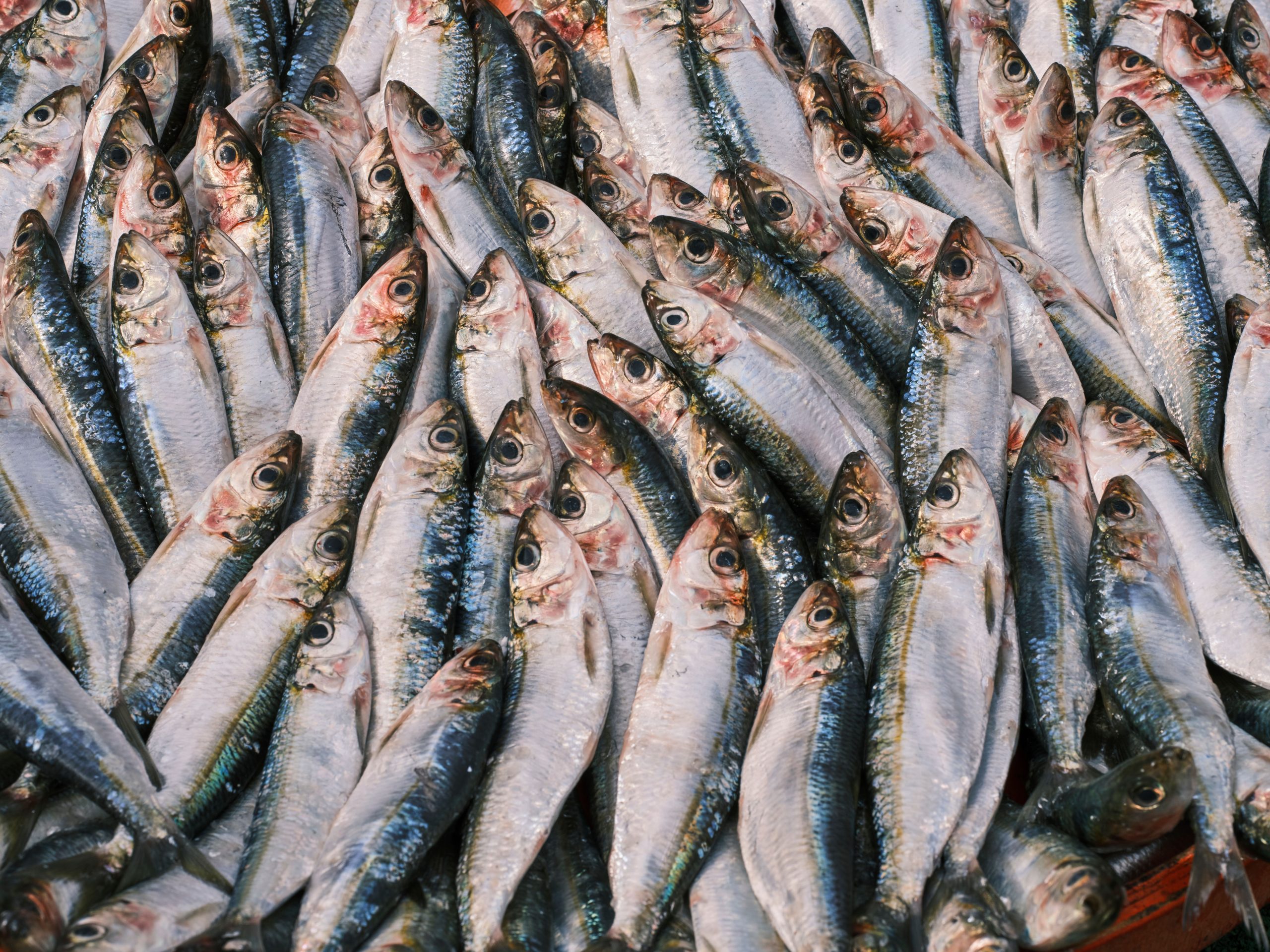 Sardines fraîches présentées sur un étal de marché