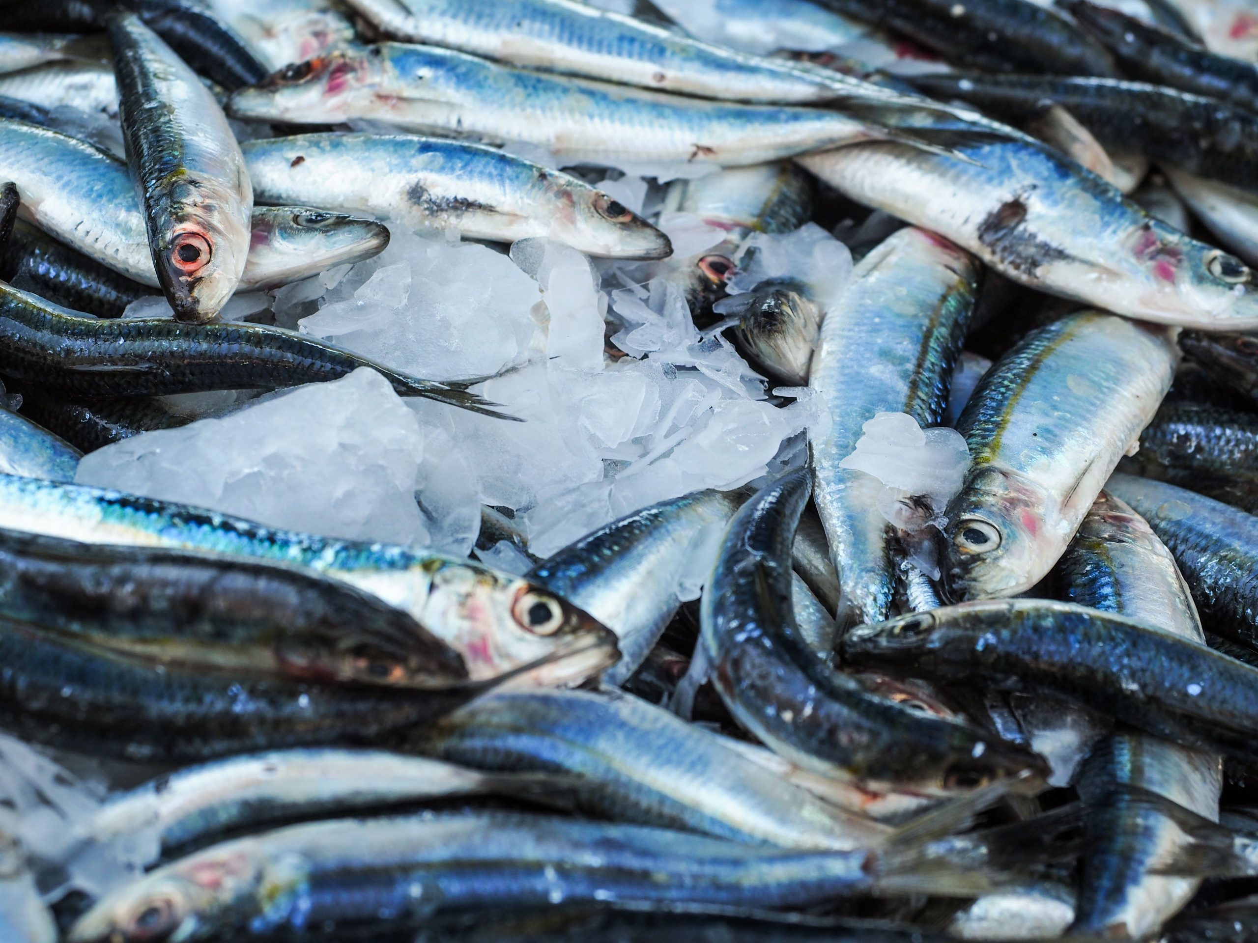 Sardines fraîches sur glace au marché aux poissons